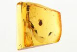 Detailed Fossil Marsh Beetle (Scirtidae) in Baltic Amber #273305-1